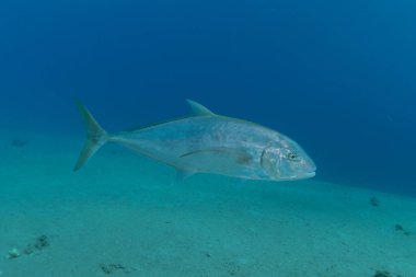Kızıl Deniz 'de balıklar yüzer, renkli balıklar, Eilat İsrail
