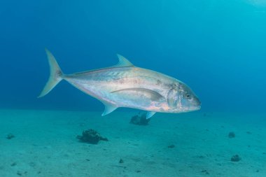 Kızıl Deniz 'de balıklar yüzer, renkli balıklar, Eilat İsrail
