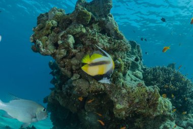 Kızıl Deniz 'de balıklar yüzer, renkli balıklar, Eilat İsrail