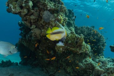 Kızıl Deniz 'de balıklar yüzer, renkli balıklar, Eilat İsrail