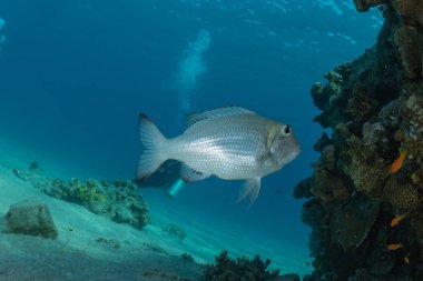 Kızıl Deniz 'de balıklar yüzer, renkli balıklar, Eilat İsrail