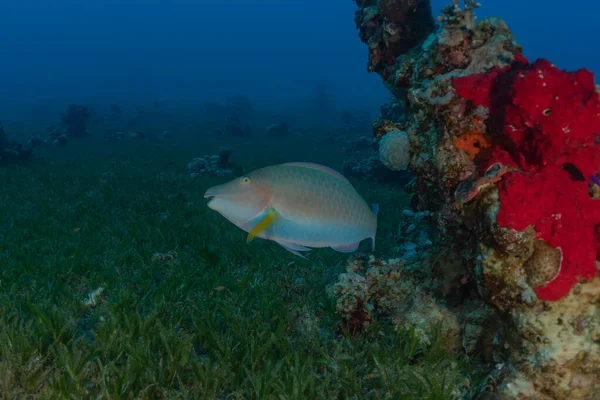 Kızıl Deniz 'de balıklar yüzer, renkli balıklar, Eilat İsrail