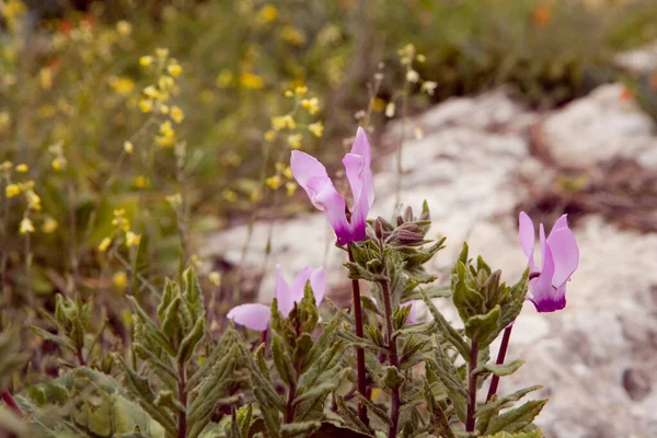 Increíbles Flores Los Jardines Botánicos Israel Son Coloridas Hermosas — Foto de Stock