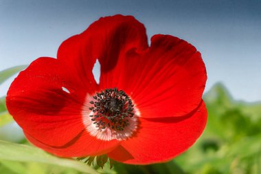 Amazing Flowers in the botanical gardens of Israel are colorful and beautiful