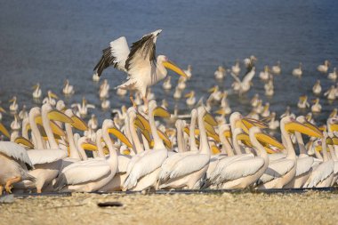 İsrail 'in muhteşem kuşları, Kutsal Toprakların kuşları