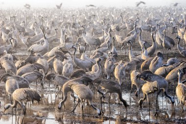 Agmon Hula, İsrail 'de turnalar