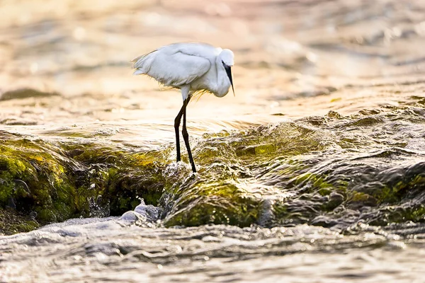 İsrail 'in muhteşem kuşları, Kutsal Toprakların kuşları