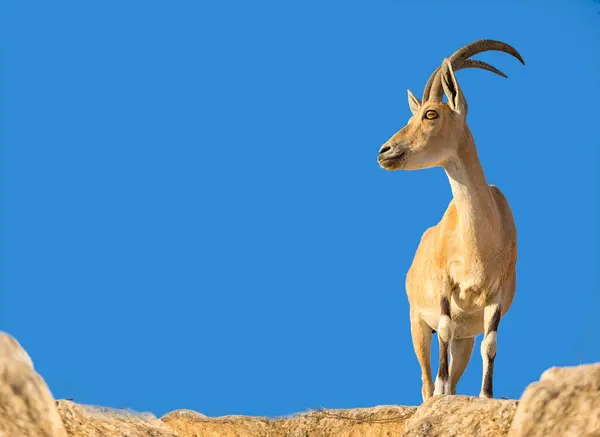 İsrail çölündeki dağ keçisi.