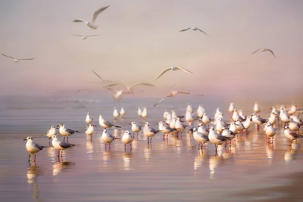 Incríveis Aves Israel Aves Terra Santa — Fotografia de Stock