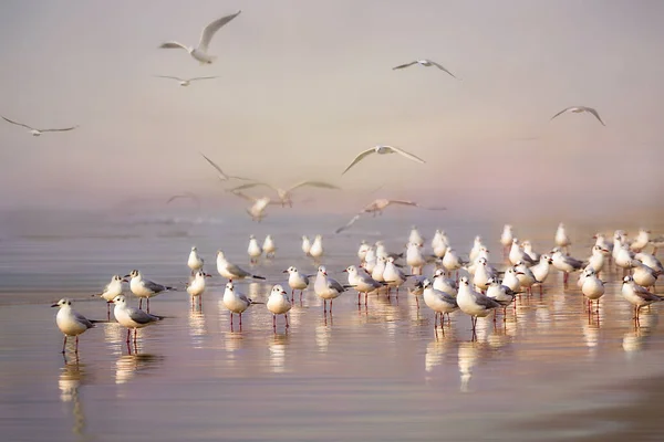 İsrail 'in muhteşem kuşları, Kutsal Toprakların kuşları