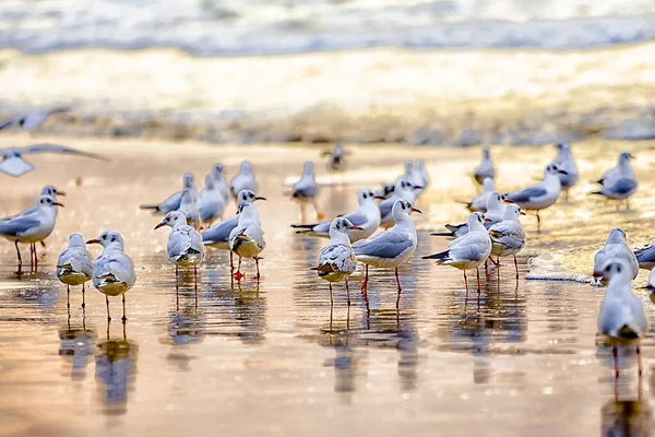 Stupendi Uccelli Israele Uccelli Terra Santa — Foto Stock