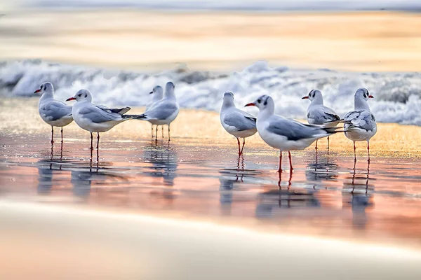 Incroyables Oiseaux Israël Oiseaux Terre Sainte — Photo