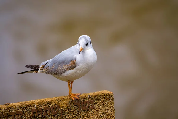 Incroyables Oiseaux Israël Oiseaux Terre Sainte — Photo