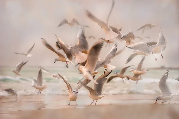 Stupendi Uccelli Israele Uccelli Terra Santa — Foto Stock