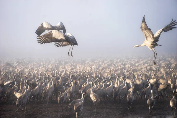 Stupendi Uccelli Israele Uccelli Terra Santa — Foto Stock