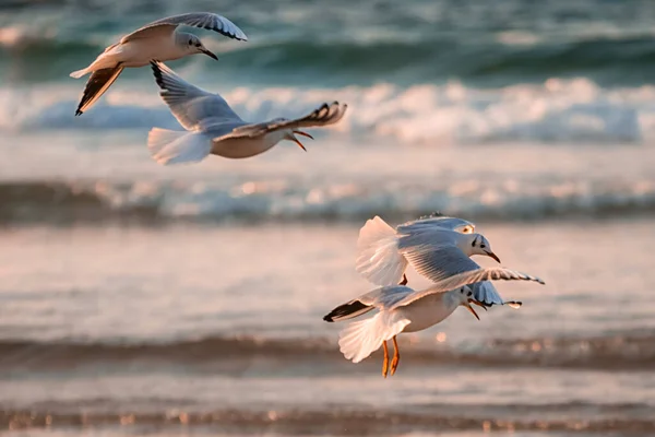 Increíbles Aves Israel Aves Tierra Santa — Foto de Stock