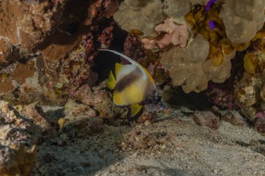 Kızıl Deniz 'de balıklar yüzer, renkli balıklar, Eilat İsrail