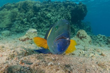 Kızıl Deniz 'de balıklar yüzer, renkli balıklar, Eilat İsrail