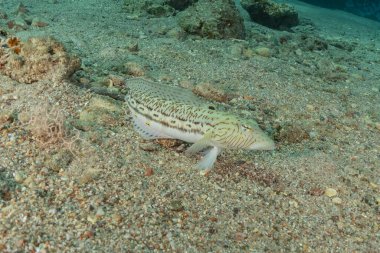 Kızıl Deniz 'de balıklar yüzer, renkli balıklar, Eilat İsrail