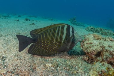 Kızıl Deniz 'de balıklar yüzer, renkli balıklar, Eilat İsrail