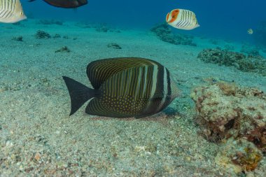 Kızıl Deniz 'de balıklar yüzer, renkli balıklar, Eilat İsrail