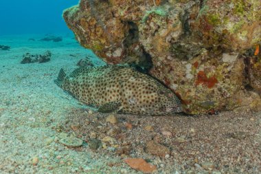 Kızıl Deniz 'de balıklar yüzer, renkli balıklar, Eilat İsrail