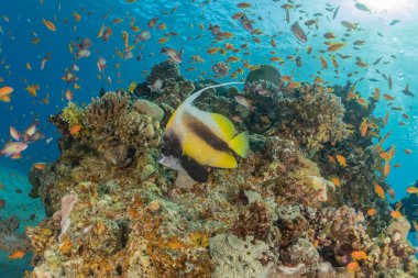 Kızıl Deniz 'de balıklar yüzer, renkli balıklar, Eilat İsrail