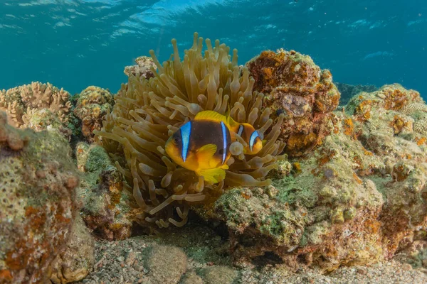 紅海で泳ぐ魚 カラフルな魚 エイラートイスラエル — ストック写真