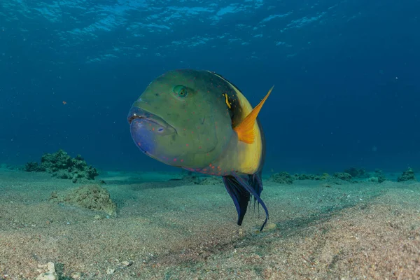 Kızıl Deniz Balıklar Yüzer Renkli Balıklar Eilat Srail — Stok fotoğraf
