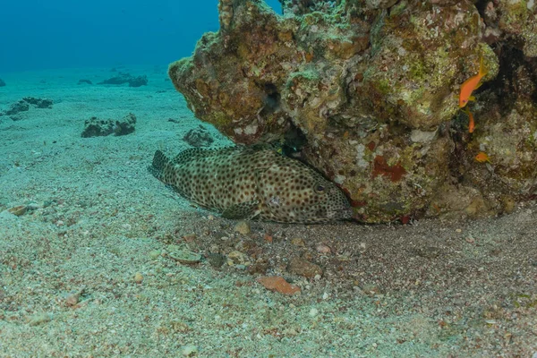 Poissons Nager Dans Mer Rouge Poissons Colorés Eilat Israël — Photo