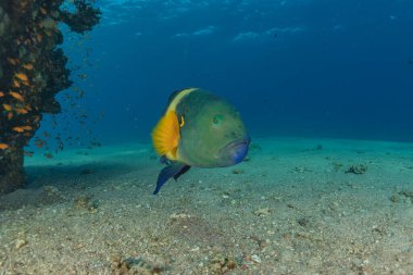 Kızıl Deniz 'de balıklar yüzer, renkli balıklar, Eilat İsrail