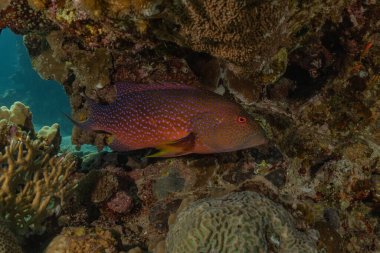 Kızıl Deniz 'de balıklar yüzer, renkli balıklar, Eilat İsrail