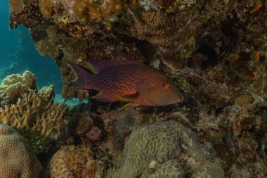 Kızıl Deniz 'de balıklar yüzer, renkli balıklar, Eilat İsrail