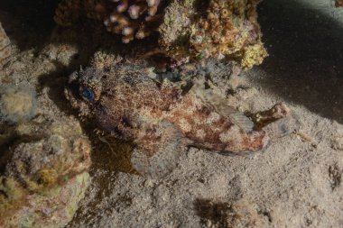 Kızıl Deniz 'de balıklar yüzer, renkli balıklar, Eilat İsrail