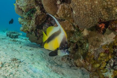 Kızıl Deniz 'de balıklar yüzer, renkli balıklar, Eilat İsrail