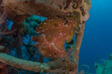 Kızıl Deniz 'de balıklar yüzer, renkli balıklar, Eilat İsrail