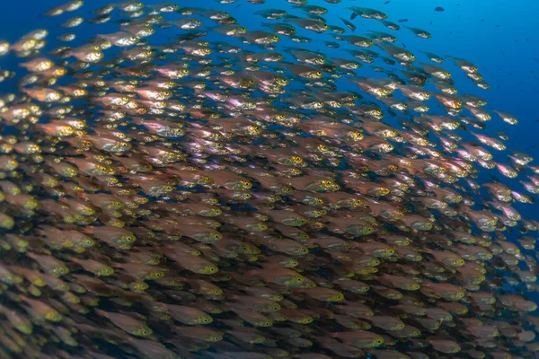 Рыбы Плавают Красном Море Красочные Рыбы Эйлат Израиль — стоковое фото