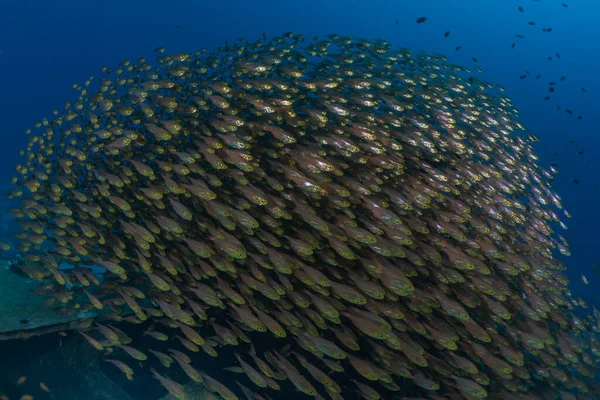 Poissons Nager Dans Mer Rouge Poissons Colorés Eilat Israël — Photo