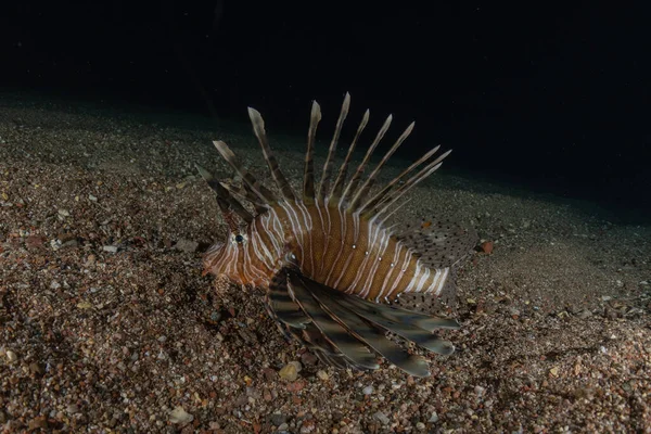 Lejonfisk Röda Havets Färgglada Fisk Eilat Israel — Stockfoto