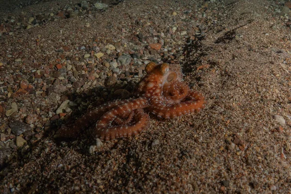 Octopus king of camouflage in the Red Sea, Eilat Israel