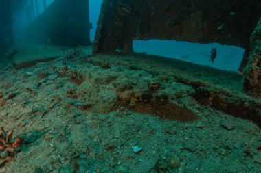 Kızıl Deniz 'de balıklar yüzer, renkli balıklar, Eilat İsrail