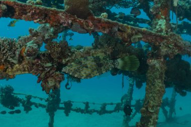 Kızıl Deniz 'de balıklar yüzer, renkli balıklar, Eilat İsrail