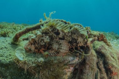 Kızıl Deniz 'de balıklar yüzer, renkli balıklar, Eilat İsrail