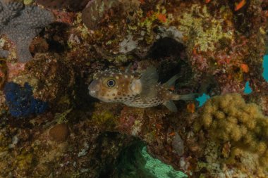 Kızıl Deniz 'de balıklar yüzer, renkli balıklar, Eilat İsrail