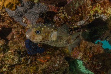 Kızıl Deniz 'de balıklar yüzer, renkli balıklar, Eilat İsrail
