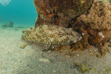 Kızıl Deniz 'de balıklar yüzer, renkli balıklar, Eilat İsrail