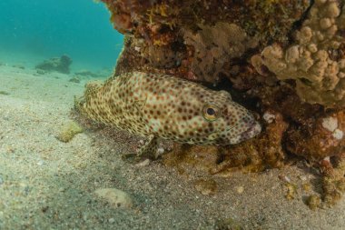 Kızıl Deniz 'de balıklar yüzer, renkli balıklar, Eilat İsrail