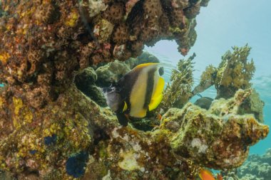 Kızıl Deniz 'de balıklar yüzer, renkli balıklar, Eilat İsrail