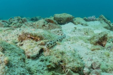 Kızıl Deniz 'deki Kaplan Yılan Yılanı. Renkli ve güzel, Eilat Israel.