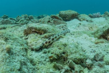 Kızıl Deniz 'deki Kaplan Yılan Yılanı. Renkli ve güzel, Eilat Israel.